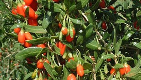 Goji berries